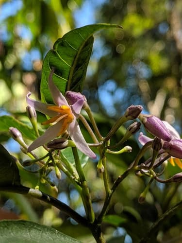 Solanum viridifolium
