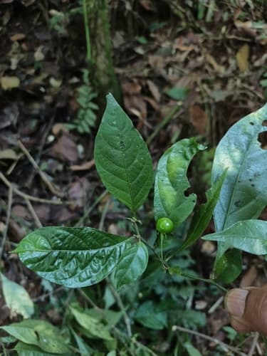 Capsicum ceratocalyx