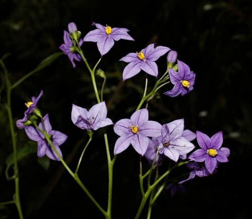 Solanum pyrifolium