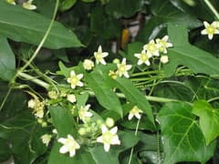 White Bryony