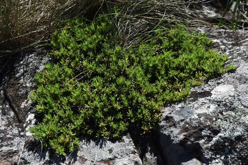 Calibrachoa serrulata