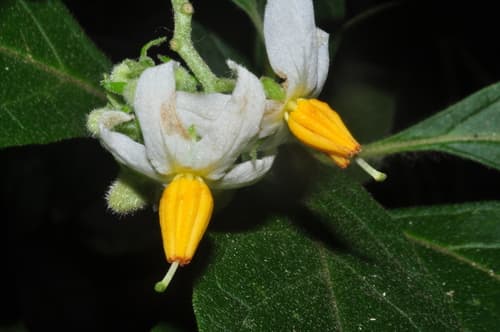 Solanum rhytidoandrum