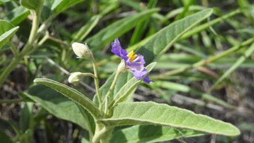 Solanum jucundum