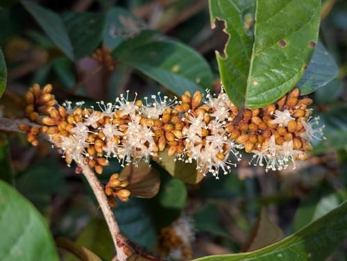 Dicranostyles guianensis