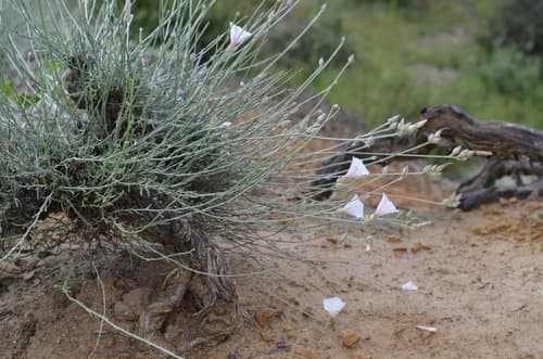 Convolvulus krauseanus