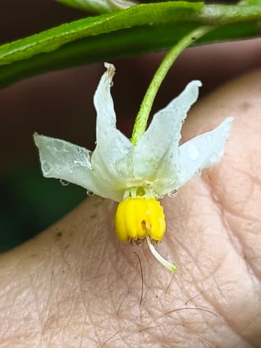 Solanum maranguapense
