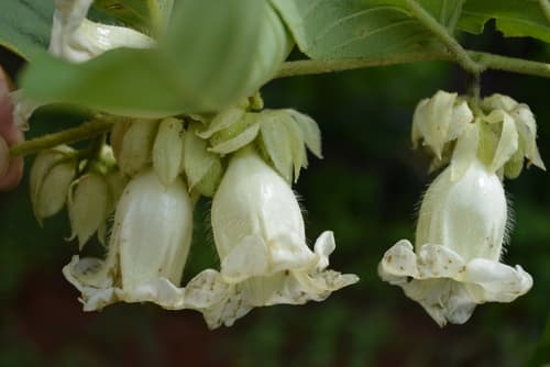 Argyreia mekongensis