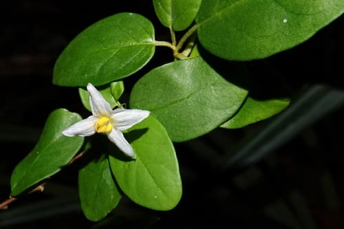 Solanum insulae-pinorum