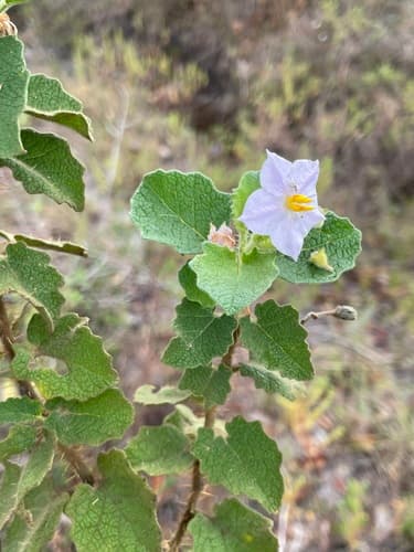 Solanum thomasiifolium