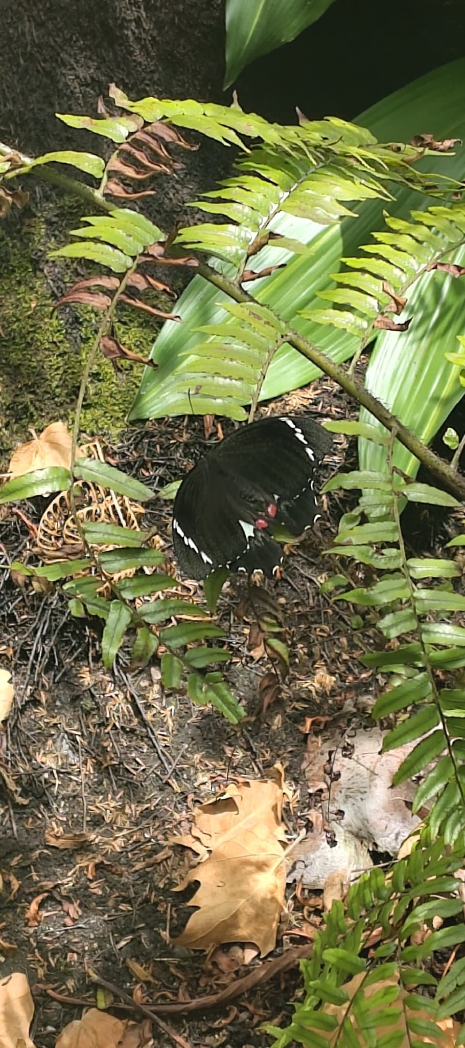 Papilio nicobarensis