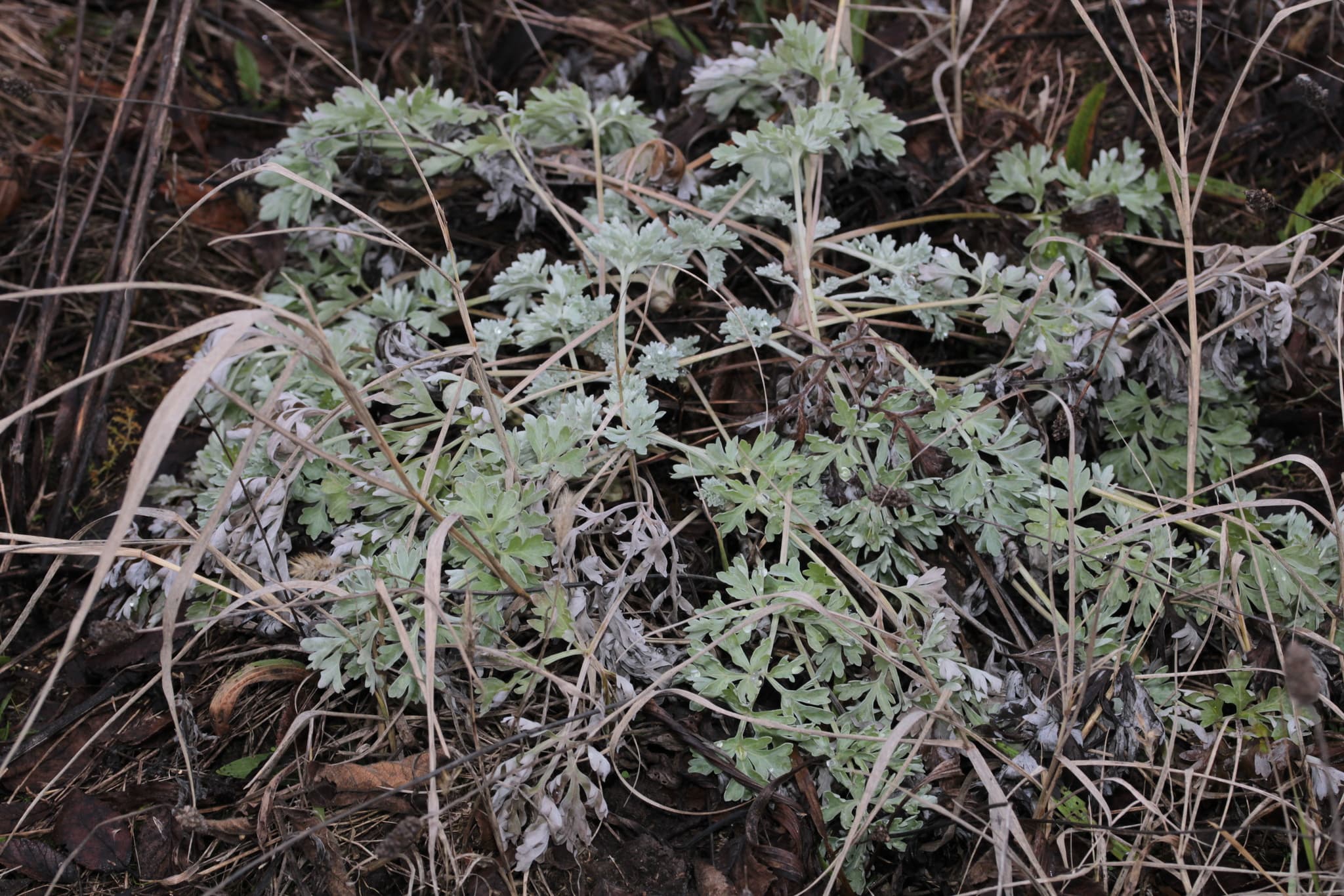 Wormwood