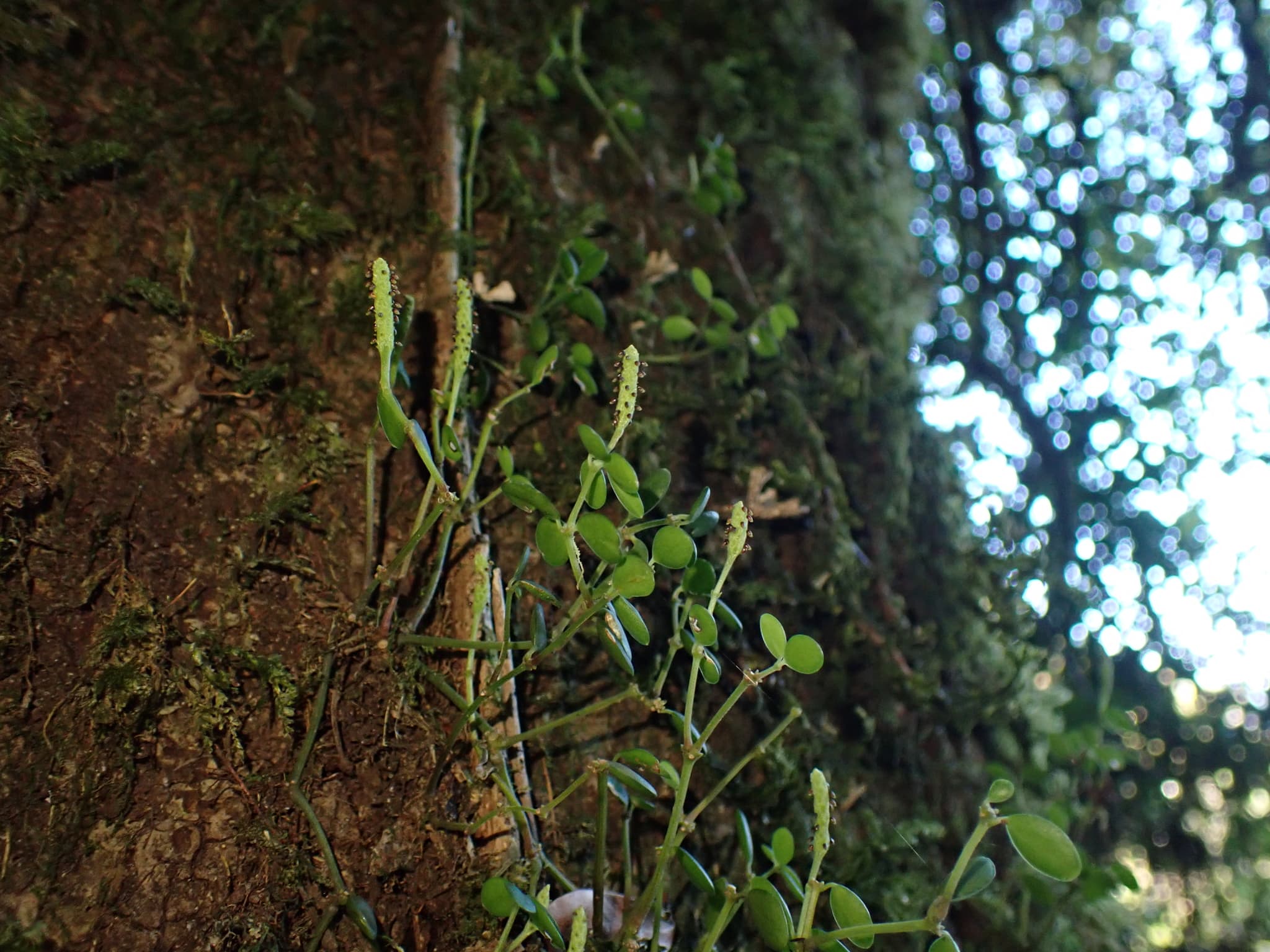 Peperomia tetraphylla