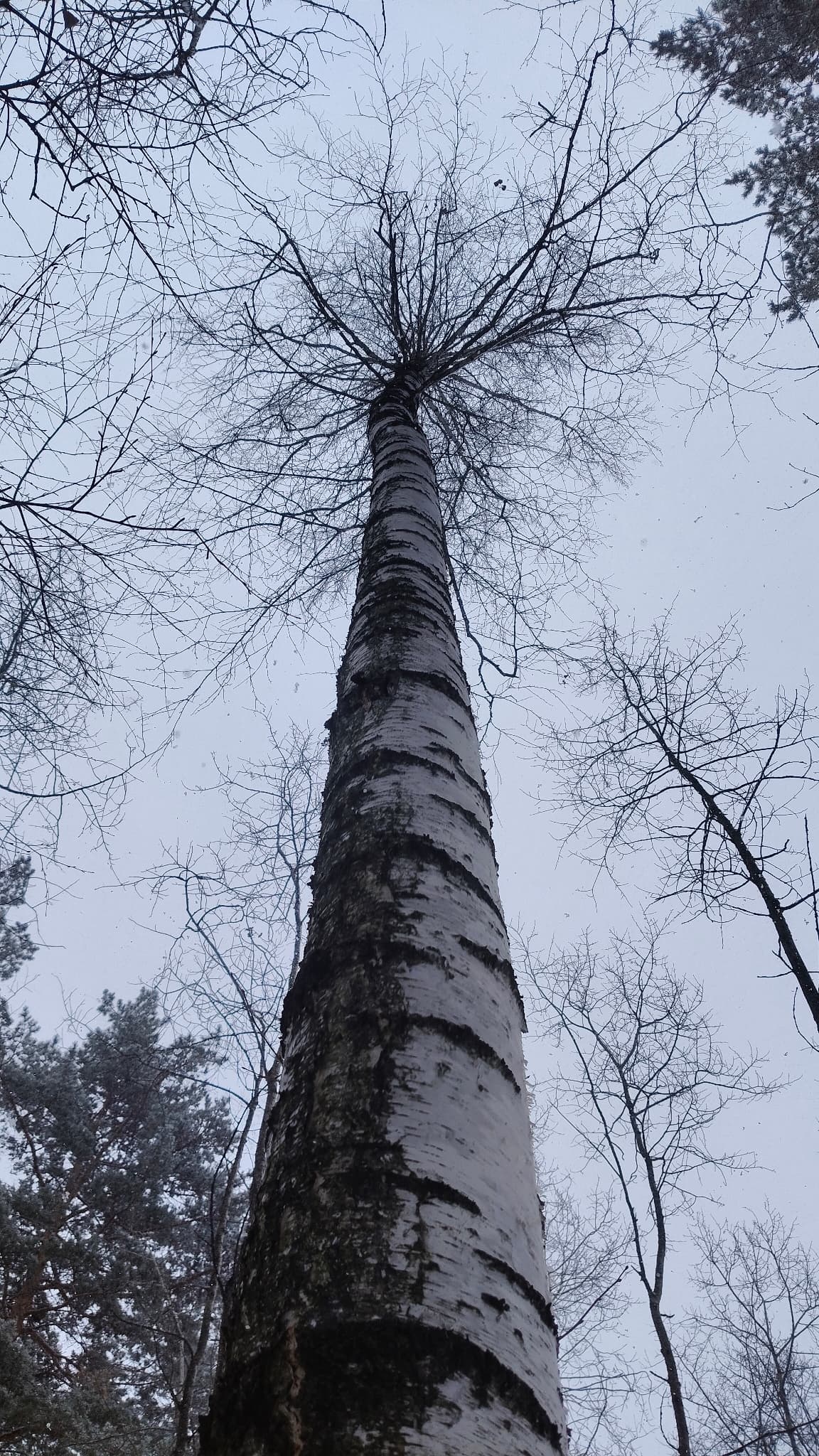 Birch