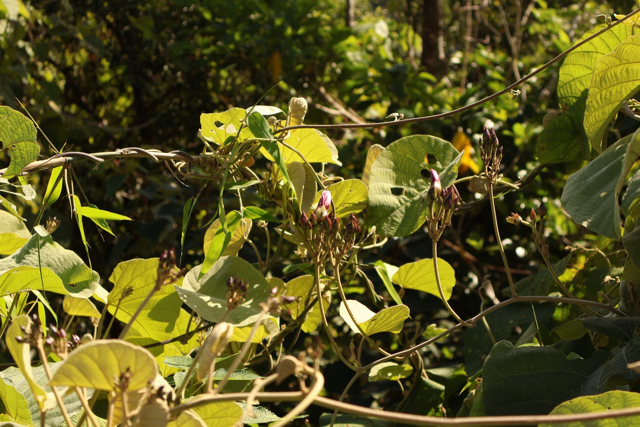 Philippine Morning Glory