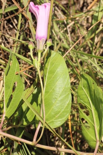 Ipomoea psammophila