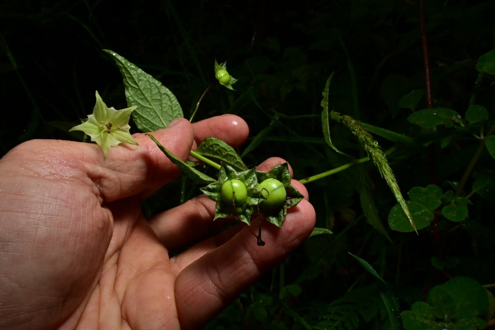 Jaltomata veracruzana