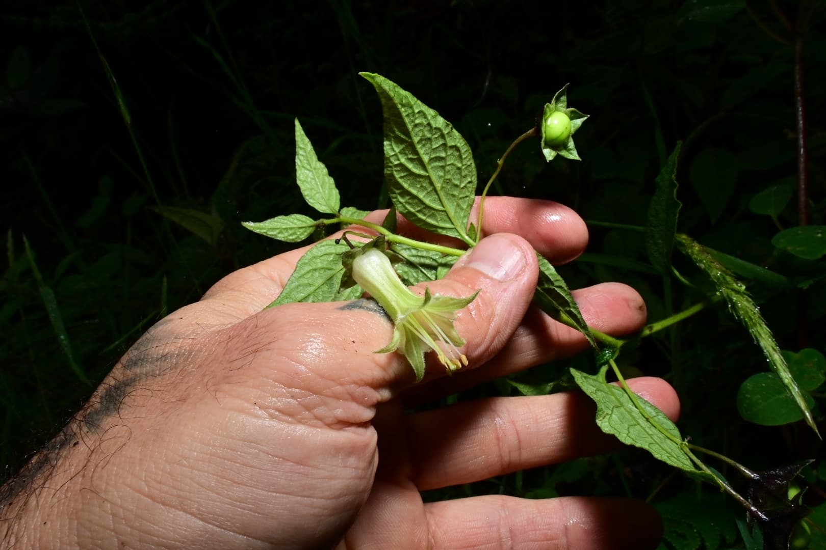 Jaltomata veracruzana