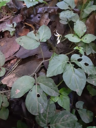 Solanum phaseoloides