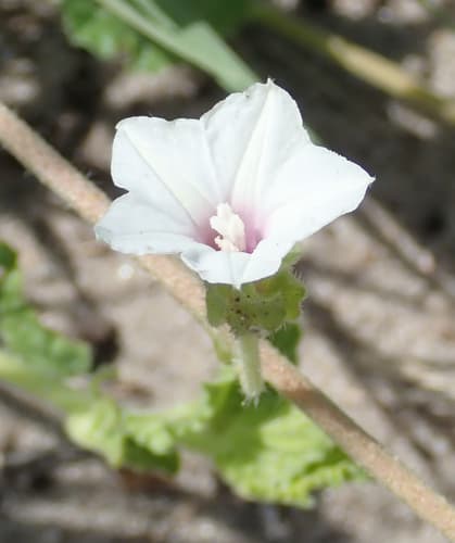 Ipomoea hackeliana