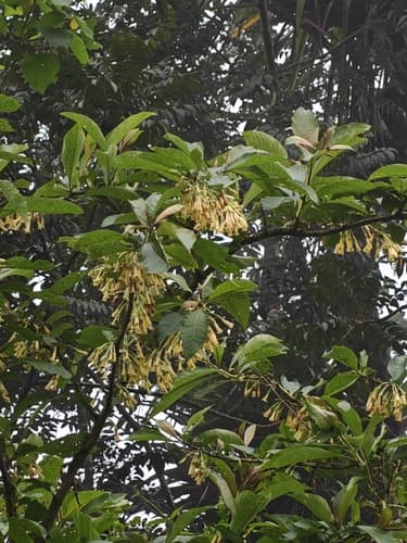 Iochroma confertiflorum