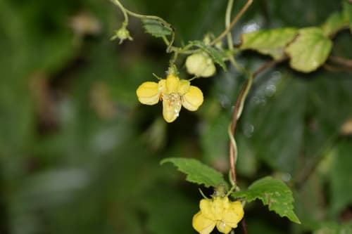 Caiophora aconquijae