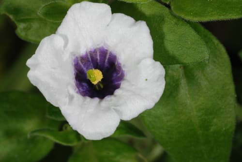 Nierembergia browallioides