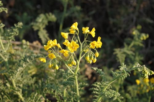Solanum lycopersicoides