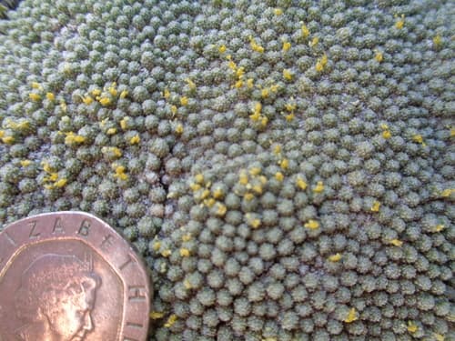 Benthamiella azorella