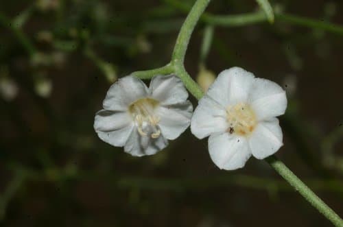 Convolvulus erinaceus