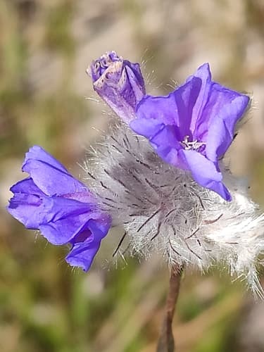 Rabbit-foot Evolvulus