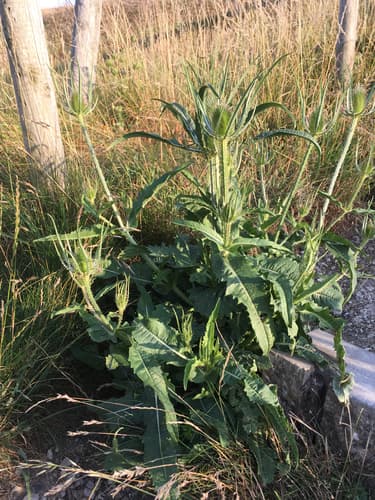 Teasel