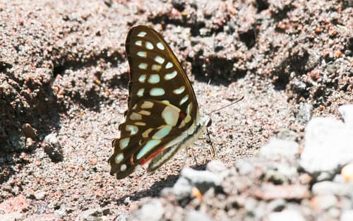 Graphium sallastius