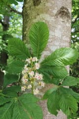 Horse Chestnut