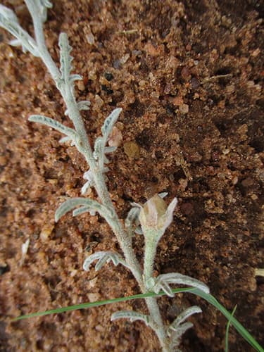 Convolvulus multifidus