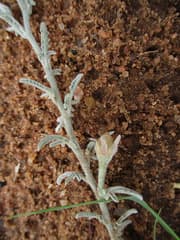 Convolvulus multifidus