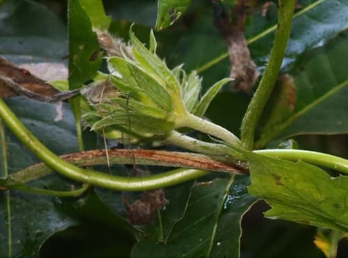 Argyreia involucrata