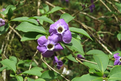Brunfelsia plowmaniana