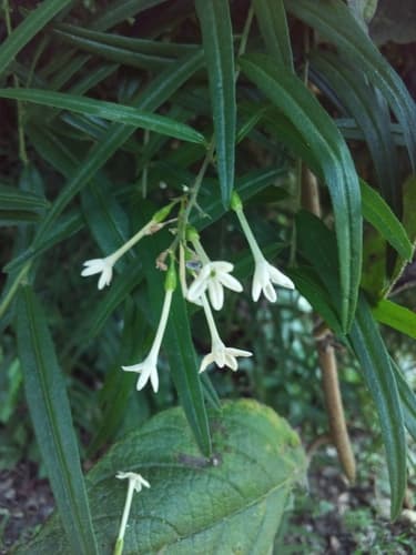 Cestrum linearifolium