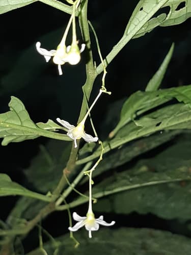 Solanum leptorhachis