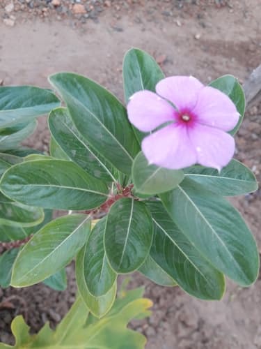 Madagascar Periwinkle