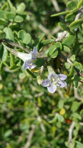 Soft Leaved Box Thorn
