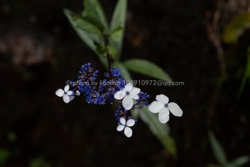 Hydrangea kwangsiensis