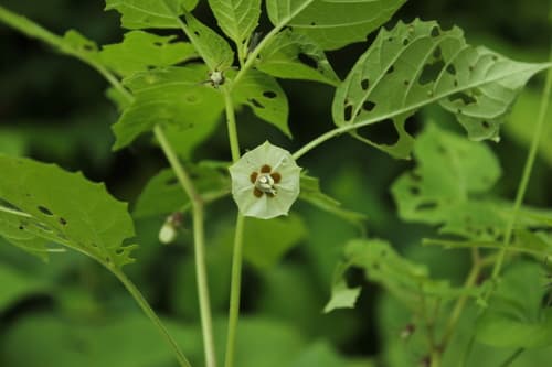 Small-spotted Groundcherry