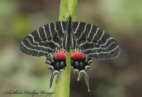 Ludlow's Bhutan Swallowtail