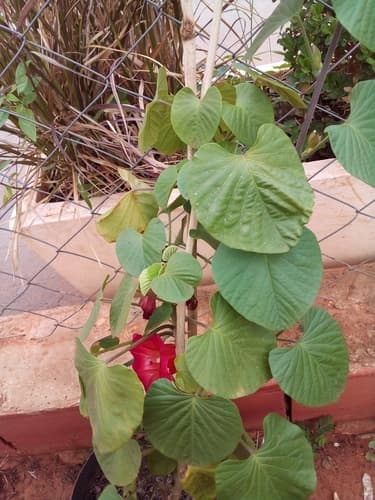 Stictocardia macalusoi