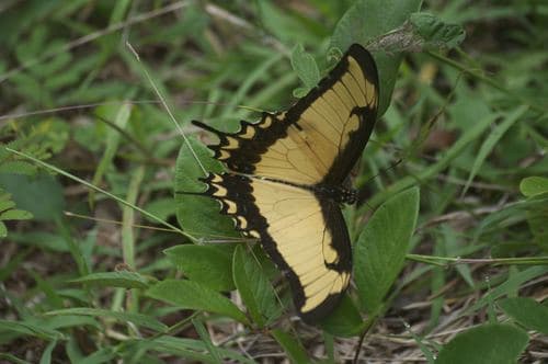False Androgeus Swallowtail