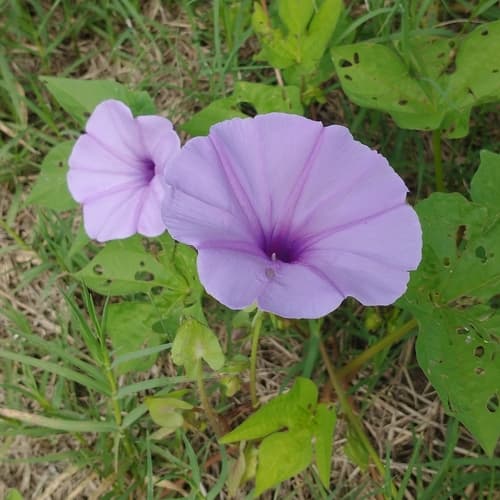 Ipomoea macedoi