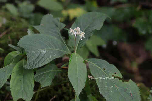 Moellendorff's Hydrangea