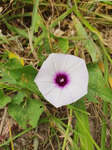 Ipomoea aequatoriensis