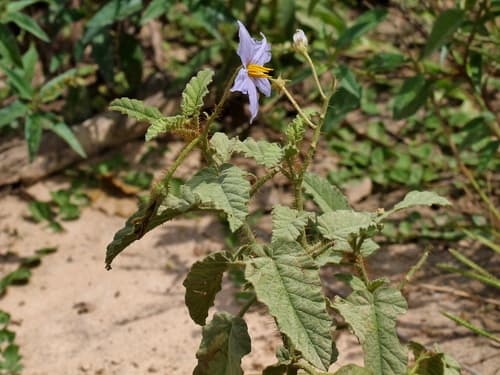Solanum multispinum